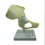 Hip Joint Model